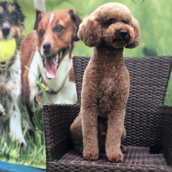 fur seasons jersey city
dog daycare  outdoor space hoboken
dog boarding hotel
k9 resorts near me