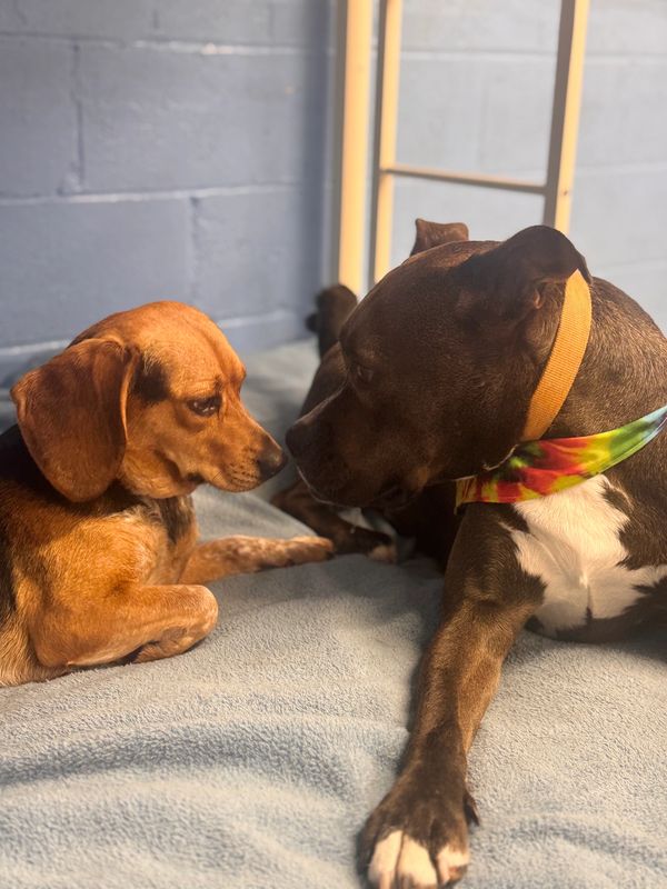 kennels near me
jersey city dog kennel
hoboken dog kennel
dog overnight boarding
safe dog boarding