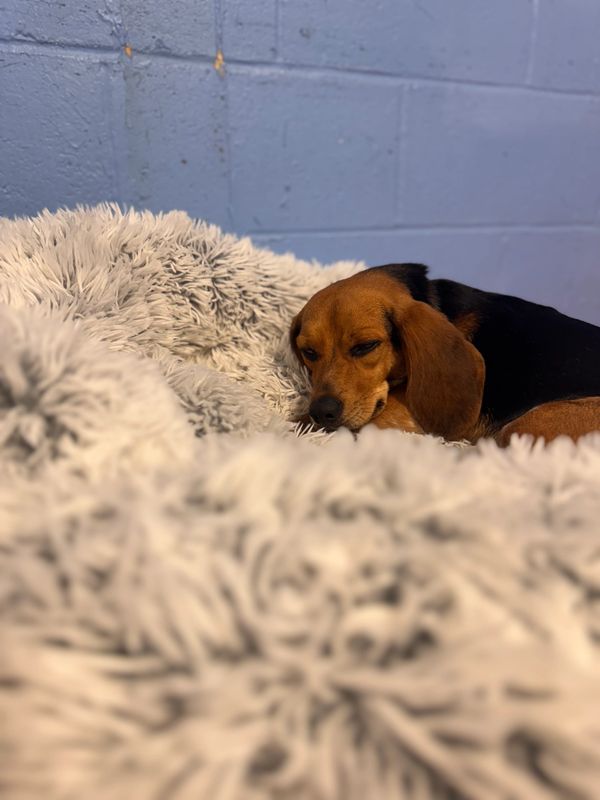 doggie hotel hoboken
doggie resort hoboken
dog stay jersey shore
doggy kennel near me
award winning