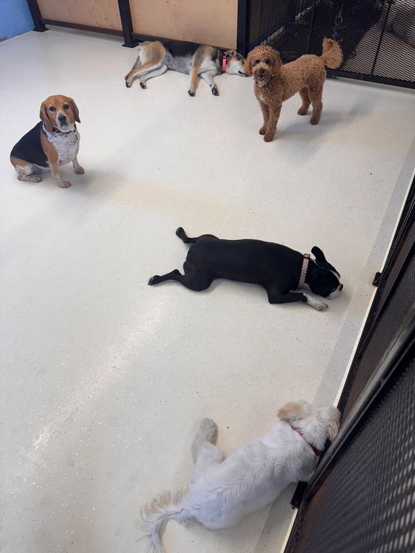 top dog boarding near me
best dog care hoboken
best dog sitter jersey city
dog boarding near me