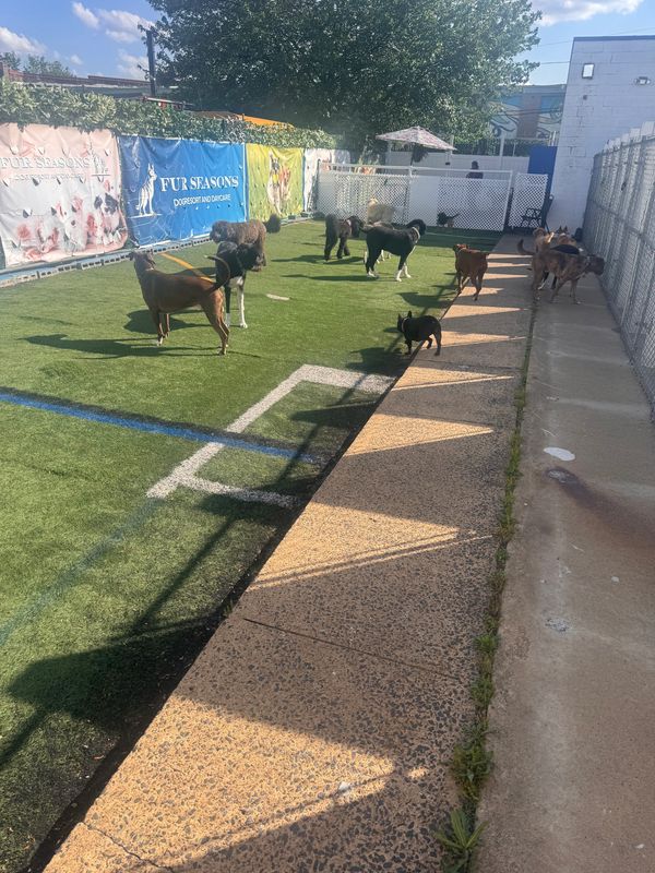 professional dog sitting
certified dog boarding 
best dog care near me
dog hotel
dog resort and spa