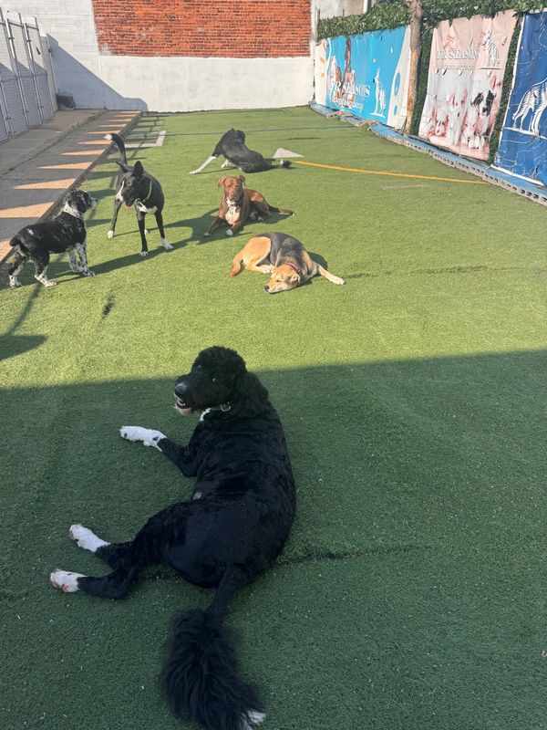 big dog boarding near me
big dog sitter jersey city
senior dog care hoboken
senior dog sitter
dogs