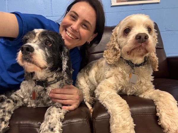 dog sitter near me
over night dog boarding near me
certified dog care
licensed dog sitter
dog hotel