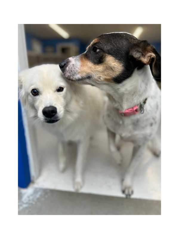 fur seasons kennel
fur seasons dog resort and spa
fur seasons dog extended stay
overnight dog watch