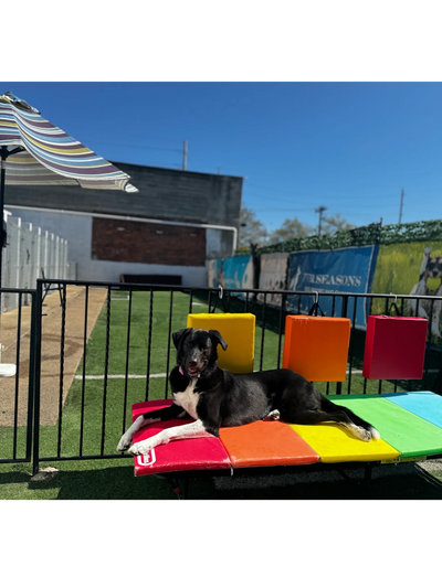 dogtopia
dog kennel near me
dog daycare center
k9 resort
camp bow wow
canine resort and spa