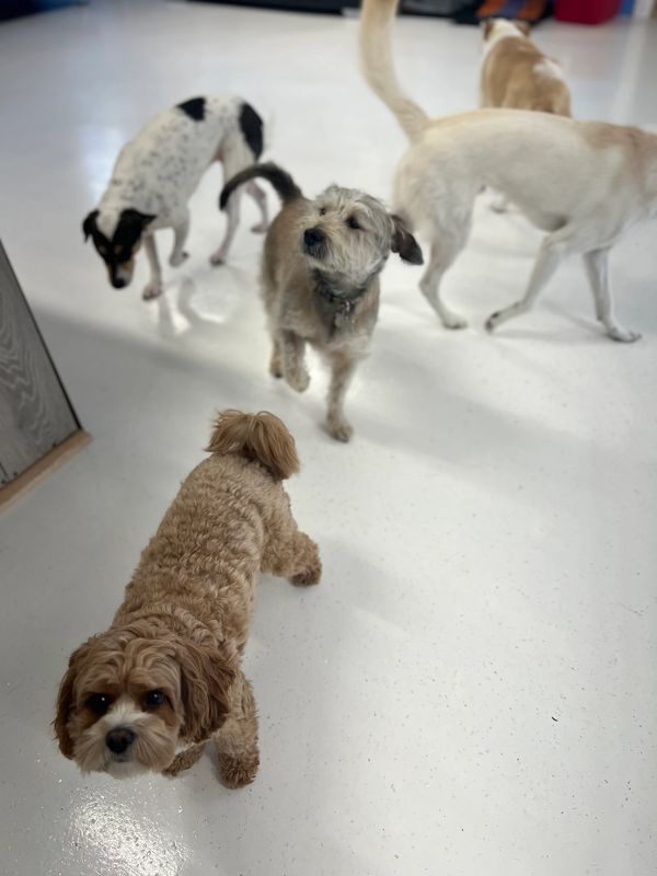 dog boarding kennels
dog resort near me
dog stay outdoor play
dog camp near me
dog boarding near me