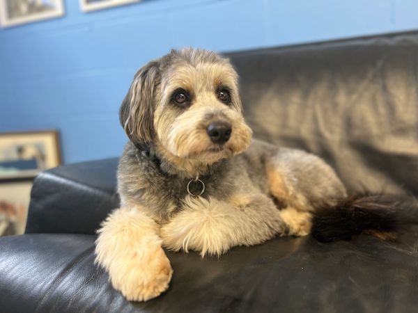 find a dog sitter
dog sitting service
dog lodging near me
dog boarding cost
safe clean dog kennel
