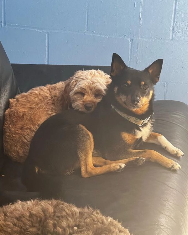 small dog boarding hobokem
small dog hotel jersey city
best dog daycare and boarding in jersey city