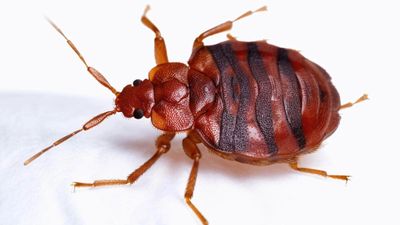 Bed Bug