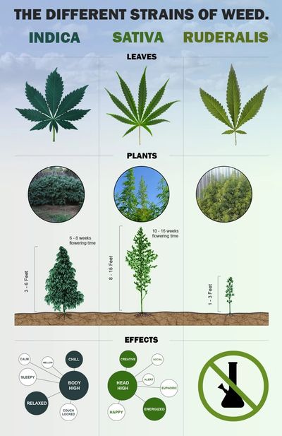 Diagram showing the differences between the 3 types of Cannabis strain; Indica, Sativa, Ruderalis