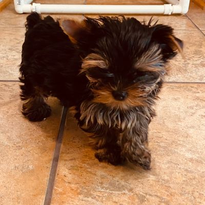 Small fluffy black and brown puppy walking on a tiled floor.