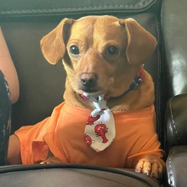 Small dog wearing an orange shirt and lobster-themed tie, sitting on a leather chair.