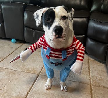 Dog in a playful Halloween costume holding a knife prop.
