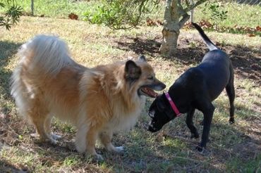 A fluffy tan dog and a black dog with a pink collar interact outdoors.