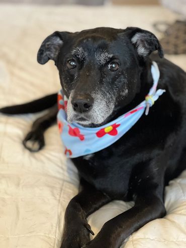 Black dog with gray muzzle wearing a blue floral bandana lying on a bed.