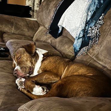 A brown and white dog sleeping curled up on a brown couch.
