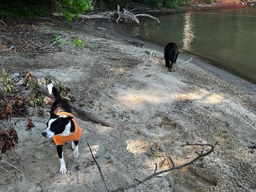 Two dogs on a sandy riverbank, one wearing an orange shirt, the other near the water.