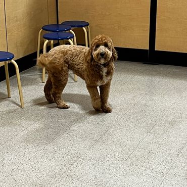 Curly-haired brown dog standing on tiled floor near blue stools.