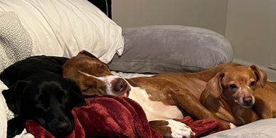 Dogs cuddling in bed during a board and train service