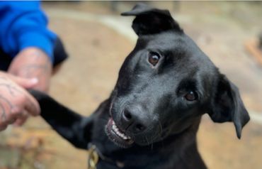 Close-up of a happy black dog shaking hands with a tattooed person.