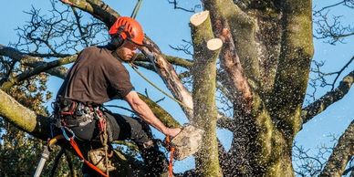 tree removal tree care arborist