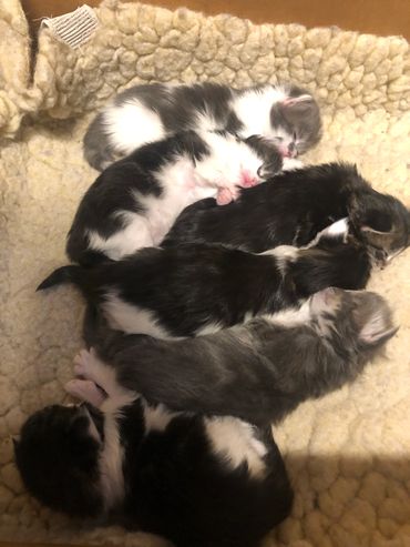 mainecoon kittens sleeping