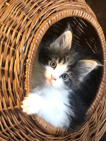 tabby mainecoon kitten