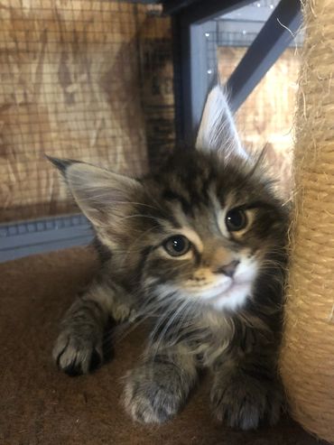 ear tuffs and muzzle of mainecoon kitten