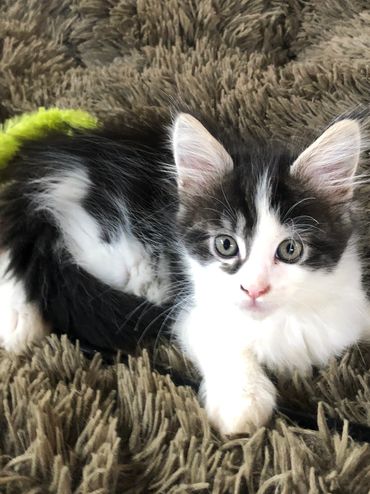 tabby with white mainecoon kitten