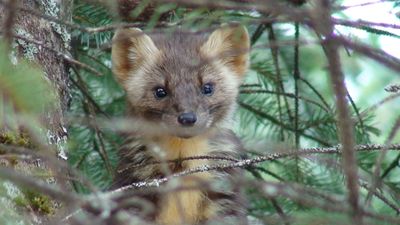 American Marten on the Tongass NF. Credit USFS/Chad Hood