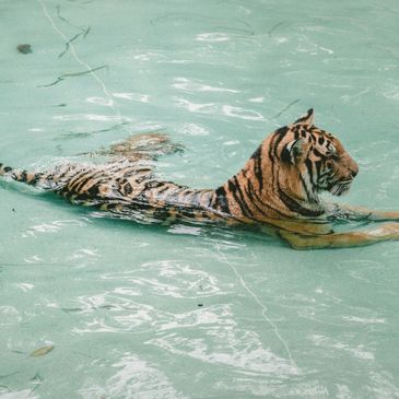 A tiger calmly swimming in clear water.