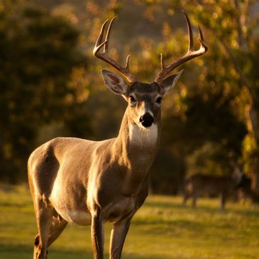 A majestic buck stands alert in a sunlit forest clearing.