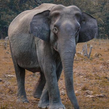 A lone elephant walking on dry grass near dense trees.