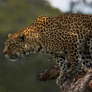 Leopard crouching on a tree branch, focused and ready to pounce.