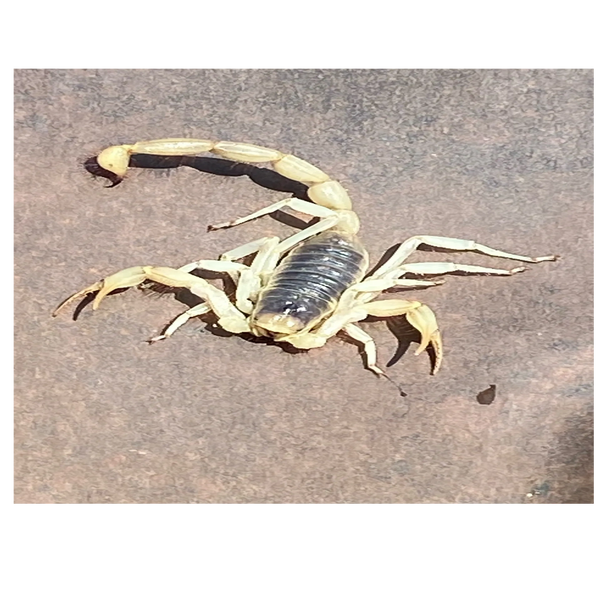 Desert Hairy Scorpion