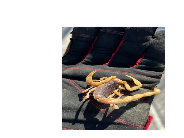 Arizona Desert Hairy Scorpion