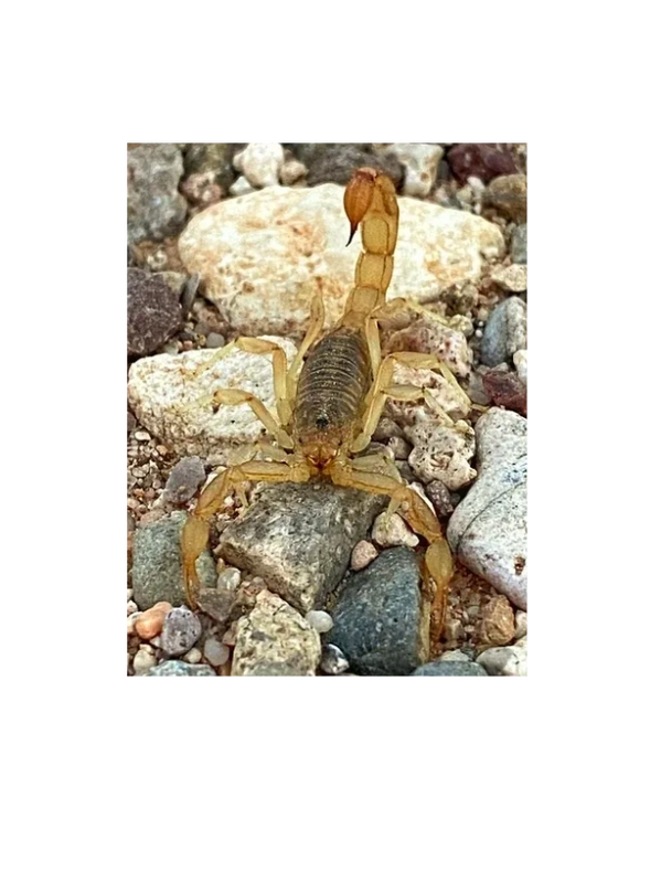 Striped Tail Scorpion