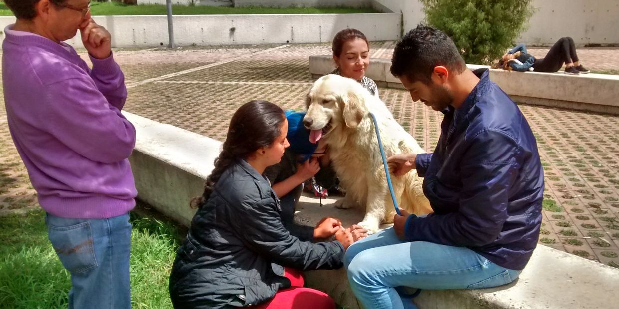 Perros: "Maestros de Vida" Modeladores de conducta. Coaching con perros