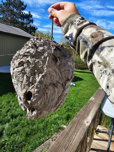 Bald Face hornet nest.