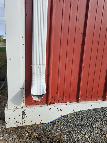 Boxelder Bugs. Fall treatment!