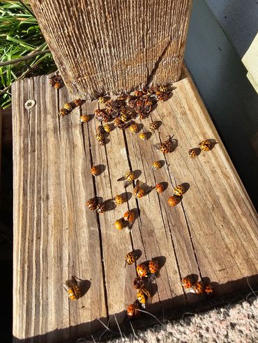 Asian Lady Beetles. Fall treatment!