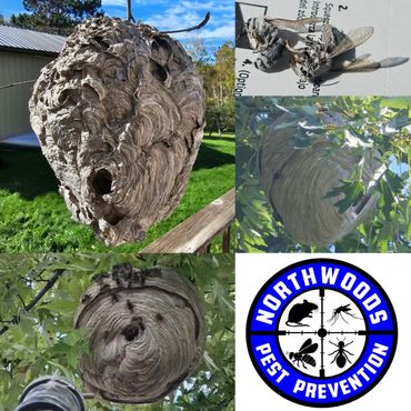 Bald Face hornet nest.