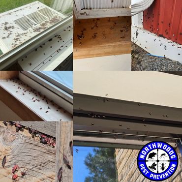 Boxelder Bugs and Asian Lady Beetles.
Spring and Fall treatments.