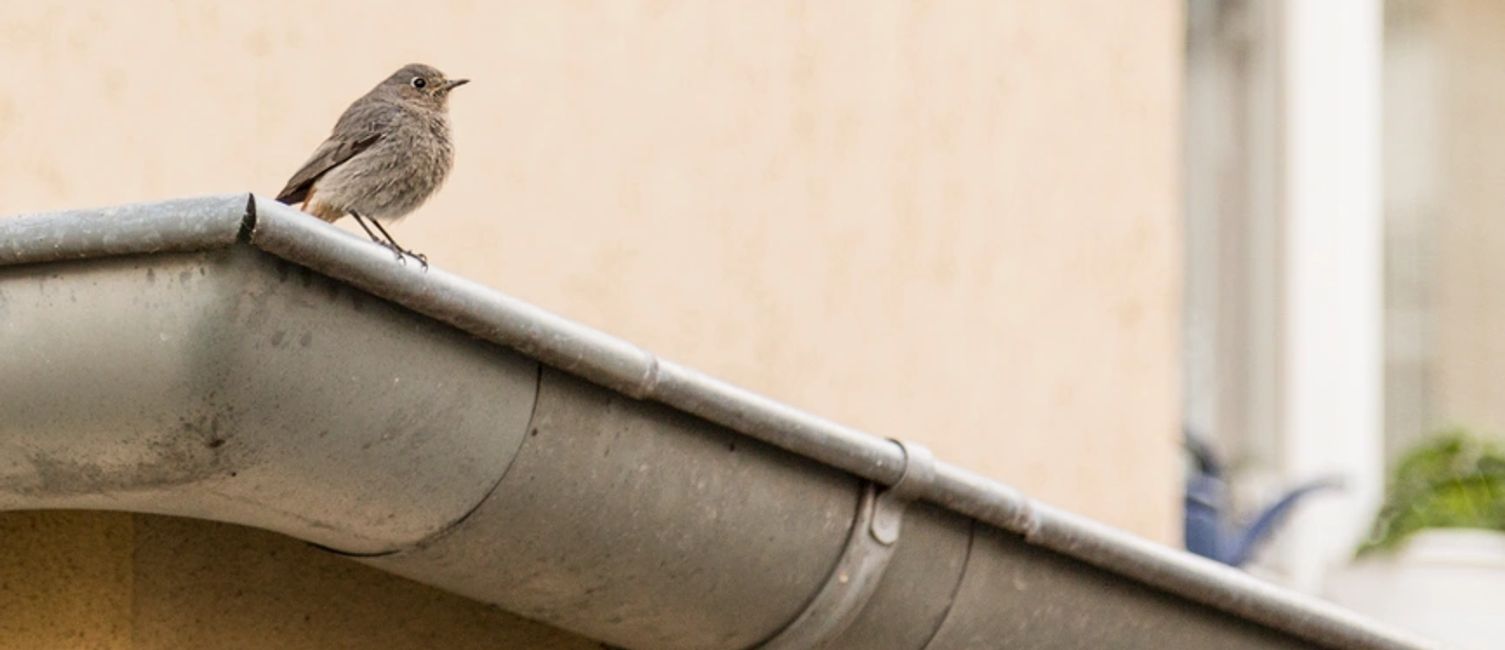A bird stands on a gutter that needs cleaned