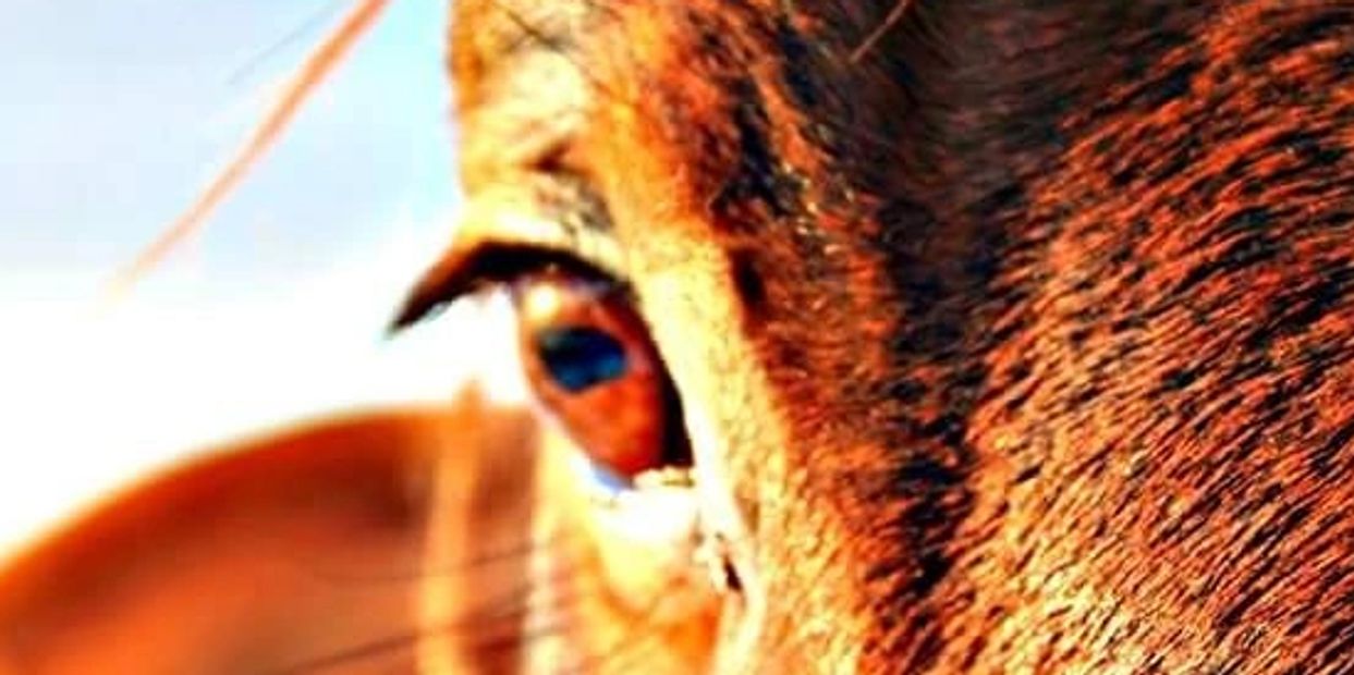 AQHA gelding Baron Boon Playboy standing in winter pasture, ND Bar Quarter Horses.  Norwich, ND.