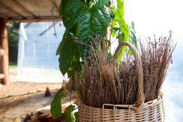 Harvesting and collecting seasons