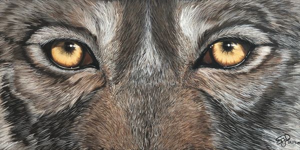 Acrylic painting of wolf eye's  by S.J. Dopheide called Rockwood Wolf