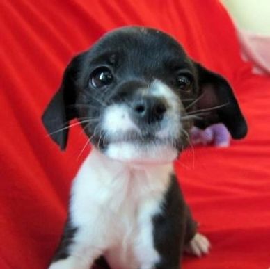 The image is a black and white puppy, a Boston Terrier and Beagle mix.