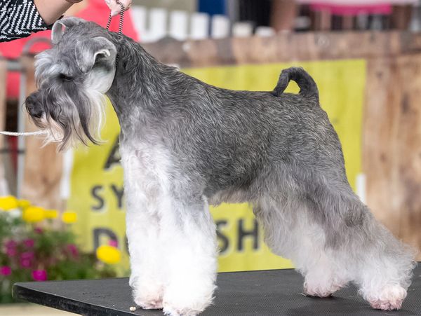 A well-groomed Schnauzer dog standing on a table at a dog show.