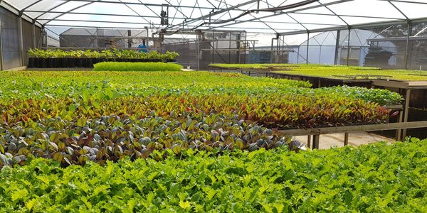 Wholesale Cauliflower, Brocolli, Beetroot, Cabbage vegetable seedlings Manjimup, Western Australia.